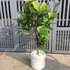Cây bàng giả