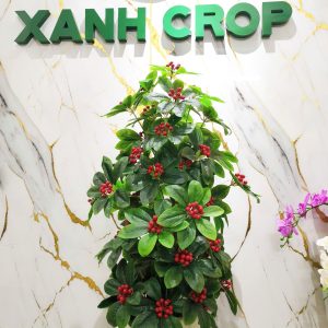 Cây Kim Ngân Lượng