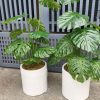 Chậu Monstera giả