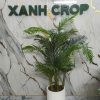 Chậu cây dừa giả