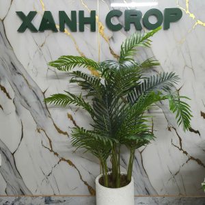 Chậu cây dừa giả