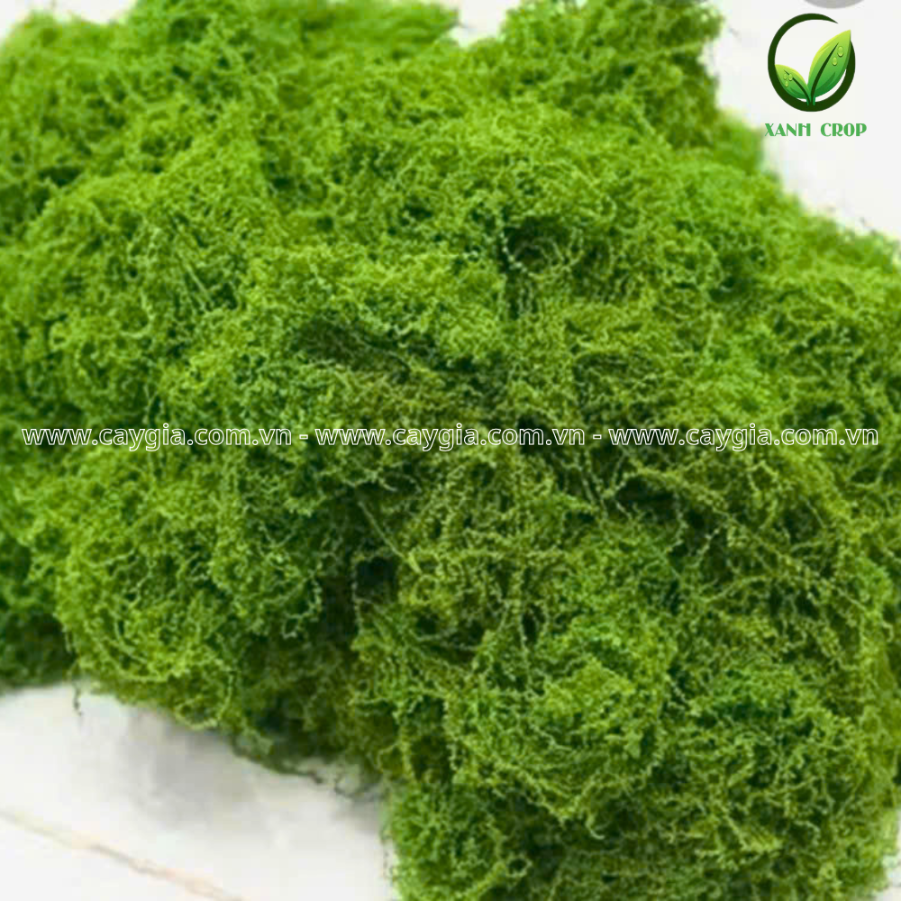 Rêu Sợi Nhân Tạo Trang Trí - Rêu Giả Phủ Tiểu Cảnh