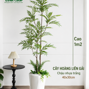 Cây hoàng liên gải cao 1m2