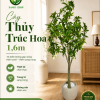 Cây Thủy Trúc Hoa