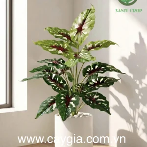 cây khoai đỏ giữa 18 lá