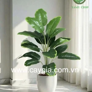 Chậu cây chuối xanh 18 lá