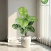 Chậu cây trầu bà lá sọc 18 lá