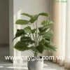 Chậu cây trầu bà xanh 18 lá