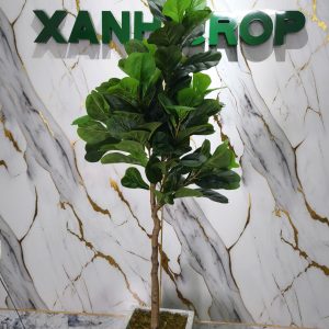 Chậu Cây Bàng 1.7m Trang Trí Nội Thất Đẹp, Sang Trọng