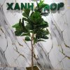 Chậu Cây Bàng 1.7m Trang Trí Nội Thất Đẹp, Sang Trọng
