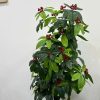 Cây Ngân Lượng Giả Cao 1.6m Quả Đỏ Trang Trí Sang Trọng