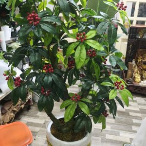 Cây Ngân Lượng Giả Cao 1.6m Quả Đỏ Trang Trí Sang Trọng