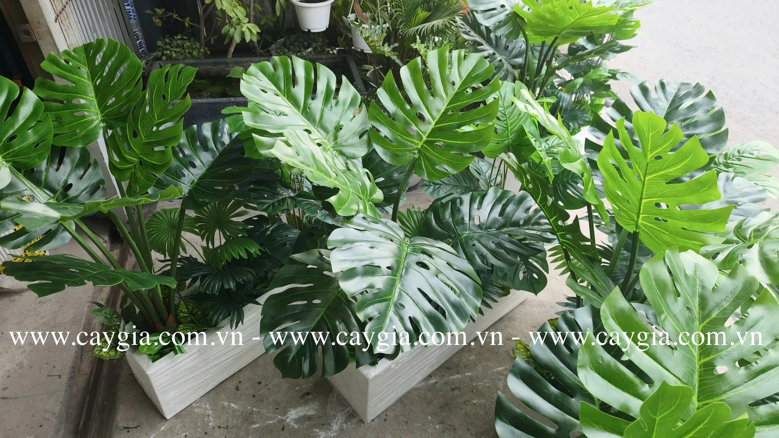 Điểm đặc biệt của cây montera trong trang trí Điểm đặc biệt của cây montera trong trang trí