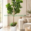 chậu Cây bàng giả cao 1.7m