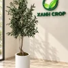 Chậu cây ô liu giả cao 1,5m